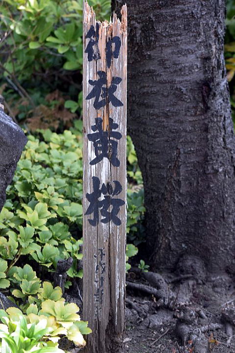 ギョイコウサクラ 標木