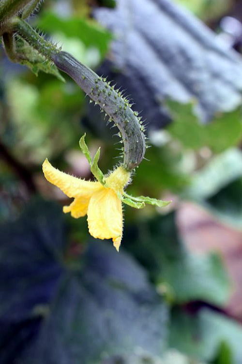 キュウリの花